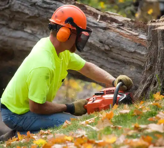 tree services Hastings